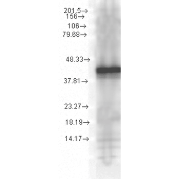 HSP40, YDJ1 Antibody: Biotin