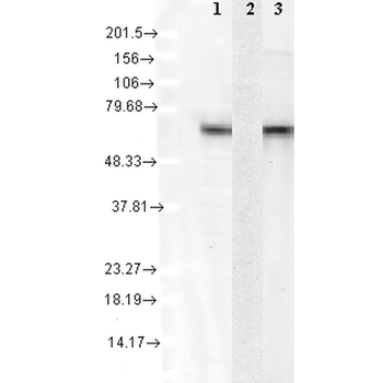 HSC70 (HSP73) Antibody (APC)