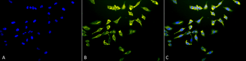 HSC70 (HSP73) Antibody (APC)