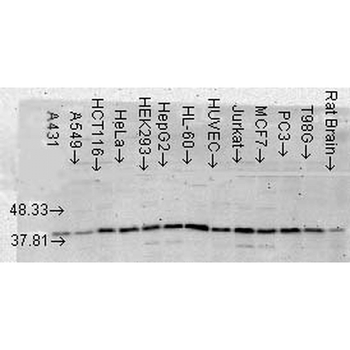 p38 MAPK Antibody (PerCP)