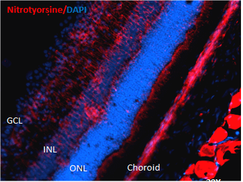 Nitrotyrosine Antibody: FITC