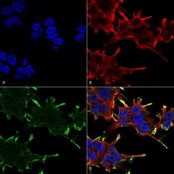 Alpha B Crystallin Antibody: APC