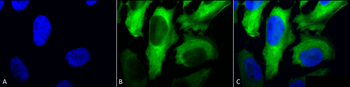 HSP27 Antibody: APC