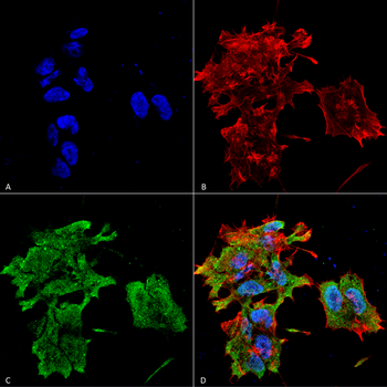 Alpha B Crystallin Antibody: APC
