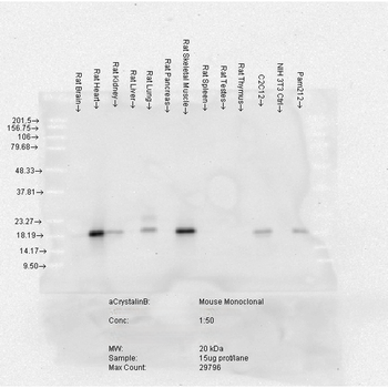Alpha B Crystallin Antibody (APC)