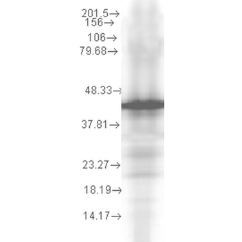HSP40, YDJ1 Antibody: Biotin
