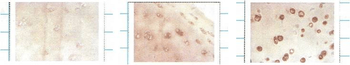 SOD (EC) Antibody: PerCP
