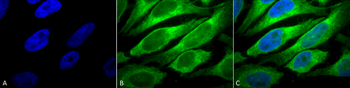 ERp57 (GRP58) Antibody: HRP