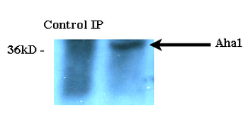 AHA1 Antibody (APC)