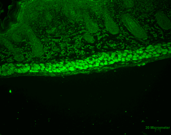 AHA1 Antibody: FITC