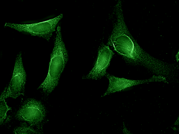 AHA1 Antibody: HRP