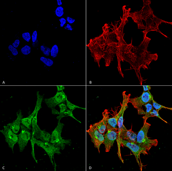 Piccolo Antibody (RPE)