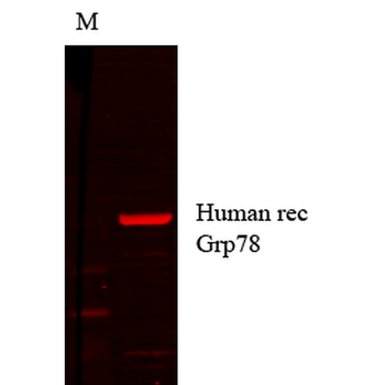 GRP78 Antibody (RPE)