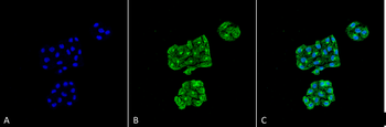 GRP78 Antibody: Biotin