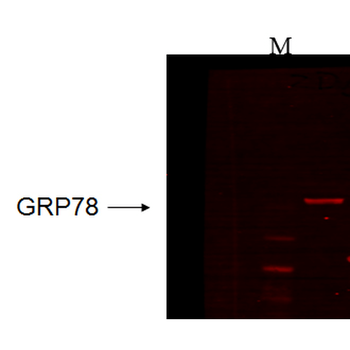 GRP78 Antibody (PerCP)