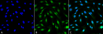 MDC1 Antibody: HRP