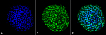 CENP-A Antibody: Biotin