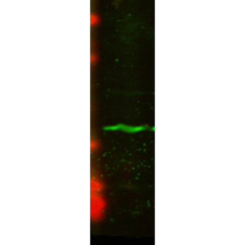 CENPA Antibody (FITC)