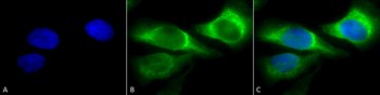 HSP47 Antibody (RPE)