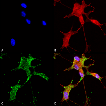 Cav3.2 Antibody: APC