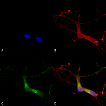 HCN1 Antibody: FITC
