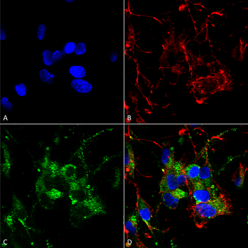 HCN2 Antibody: HRP