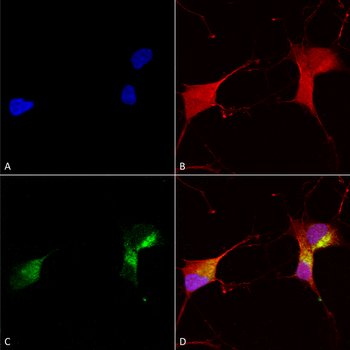KCNQ1 Antibody: FITC