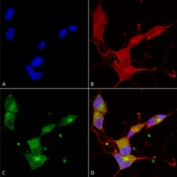 KCNQ4 Antibody: APC