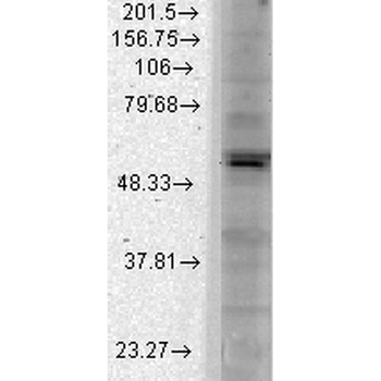 Kir2.1 Antibody (HRP)