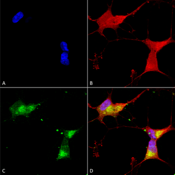 Kir2.1 Antibody (PerCP)