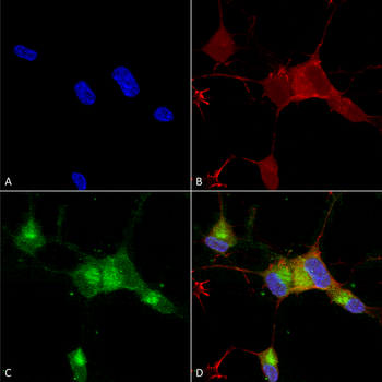 Nav1.7 Antibody: FITC