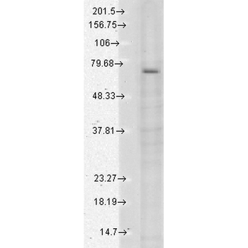 TRPV3 Antibody (HRP)