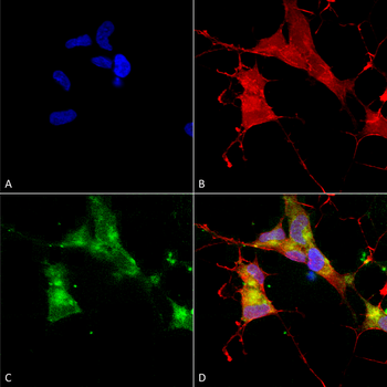 HCN4 Antibody: APC