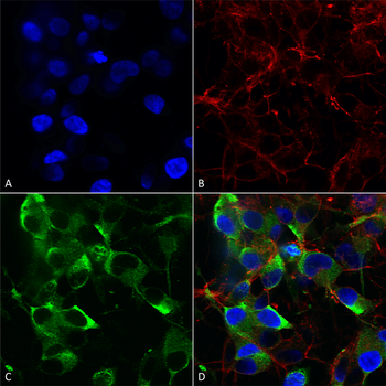 Slo2.2 Antibody: HRP