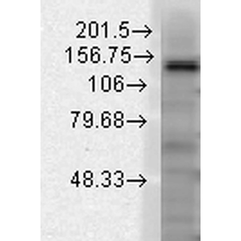 Slo2.2 Antibody (HRP)