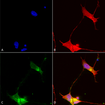SHANK (pan) Antibody: APC