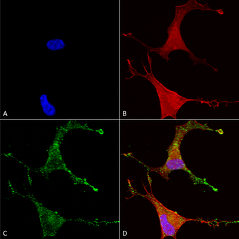 Cav beta 2 Antibody: APC