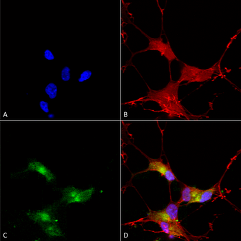 SHANK3 Antibody: FITC