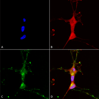 TrpC7 Antibody: APC
