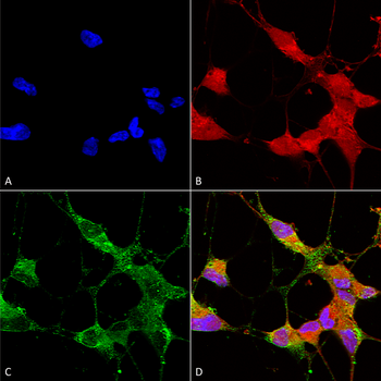 TrpC5 Antibody: APC