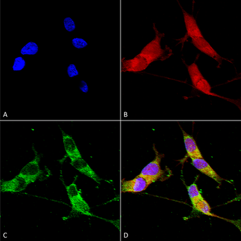 VGLUT2 Antibody: APC