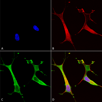 Copper Transporting ATPase 2 Antibody: Biotin