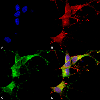 Ankyrin G Antibody: FITC