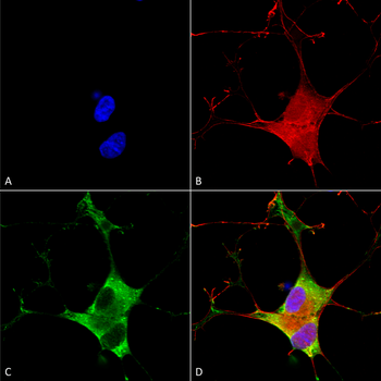 EAAC1 Antibody: PerCP