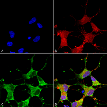 GIT1 Antibody (HRP)