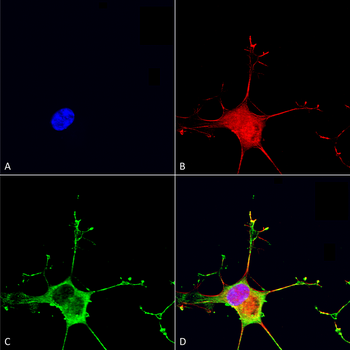 Dicer Antibody: Biotin
