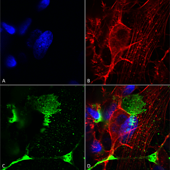 LRP4 (Extracellular) Antibody: APC