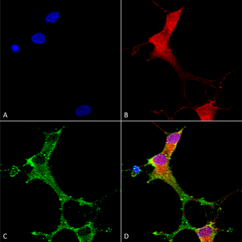 mGluR1/5 Antibody: FITC