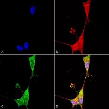 Brevican Antibody: APC