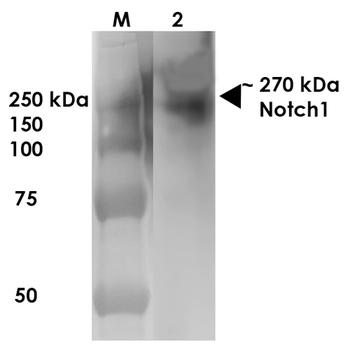 Notch1 Antibody: Biotin